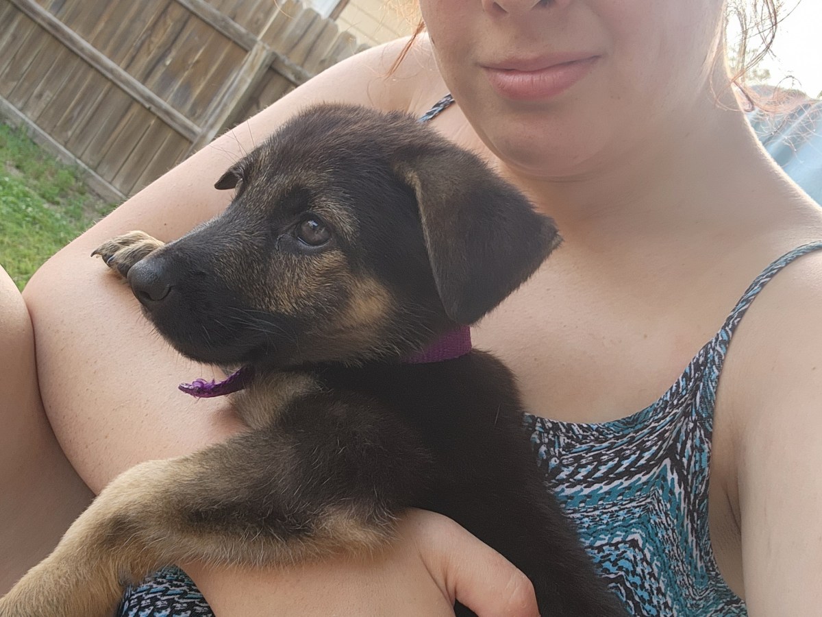 Day 1: Why Did You Fall in Love with Animals?&nbsp;🐾